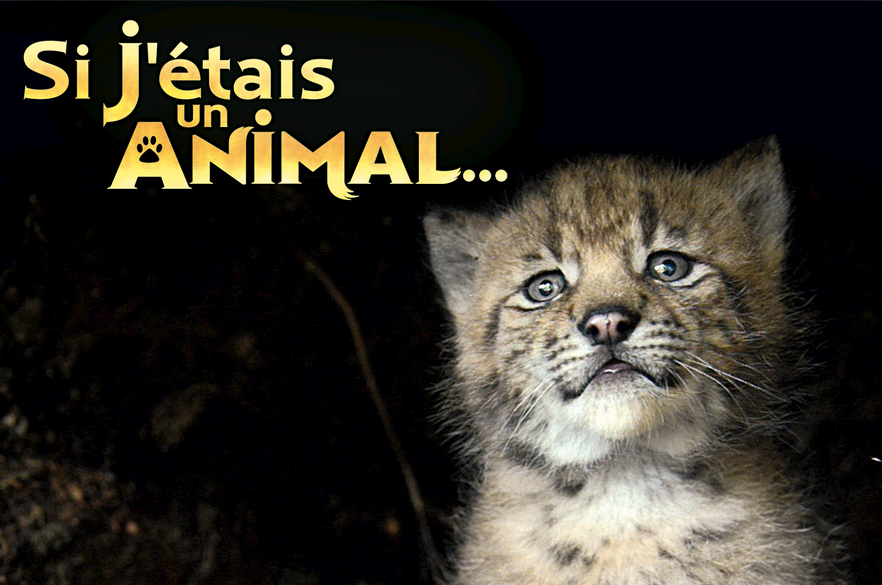 SI J’ETAIS UN ANIMAL (if I were an animal)